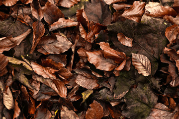 Leaf in the forest