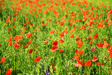 Poppy flowers outdoors