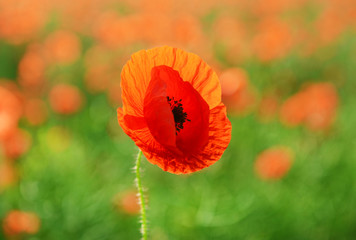 Poppy flowers outdoors