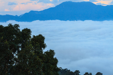 sea of fog with forests as foreground