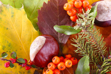 Leaves, cotoneaster and ashberries as background