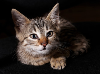 Kitten on dark background