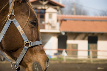 A close-up portrait of horse