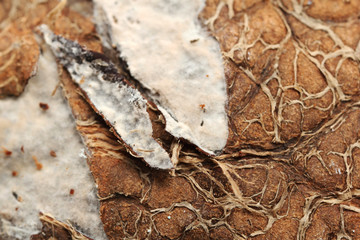 Close up of rotten coconut (macro)
