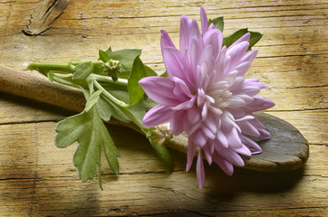 Chrysanthemum Krizantema Złocień Mums Crisantemos Crisantemi