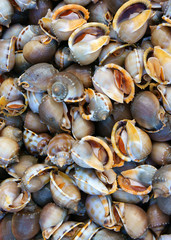 Fresh seafood, Vietnam fish market, nutrition food