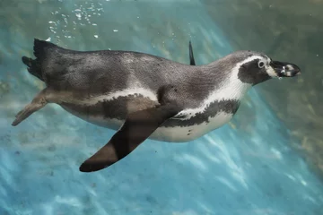 Foto op Plexiglas pinguïn zwemmen © kungverylucky