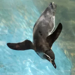Muurstickers pinguïn zwemmen © kungverylucky