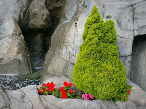 Small garden surrounded with roks