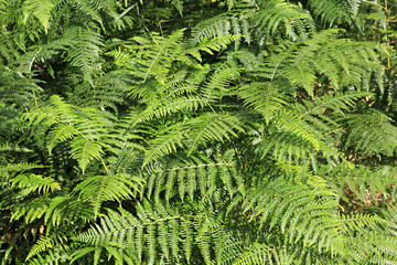 Fern after rain