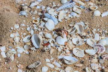variety of sea shells