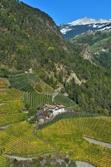 Weinberge in Südtirol