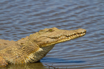 Nile Crocodile on the River Bank