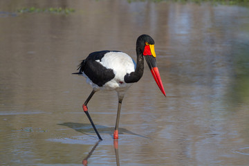 Saddle-billed Stork Searching for Food