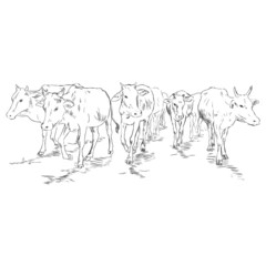 Vector Sketch Cow Herd