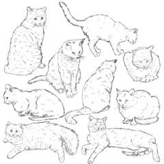 Vector Set of Sketch Cats