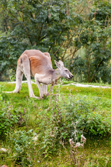 Kangaroe