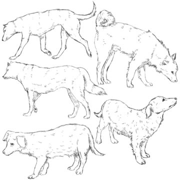 Vector Set of Sketch Dogs