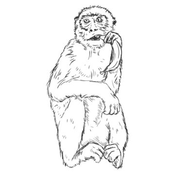 Vector Sketch Monkey with a Banana