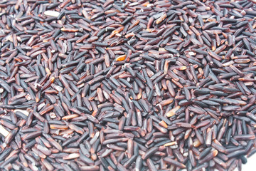 Purple Rice on the White Background