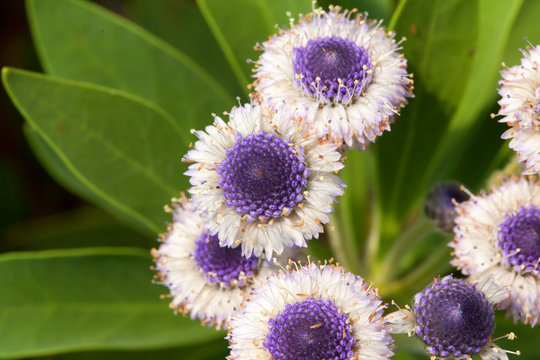 Close up of Guroburaria-Sarukofira, Blue Eye, Canary Islands