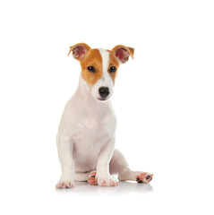 Jack russell terrier