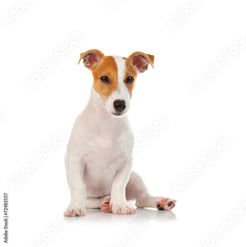 Фильм о ягдтерьерах