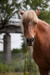 Obraz premium Islandpferd