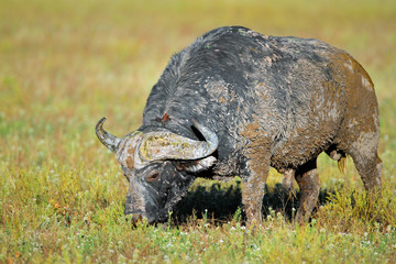 Fototapeta premium Mud covered African buffalo bull