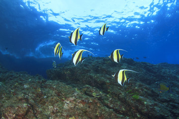 Naklejka na ściany i meble Moorish Idol fish on underwater reef
