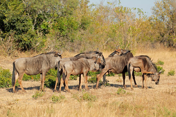 Blue wildebeest herd