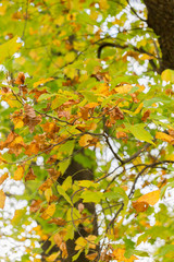 トチノキの紅葉