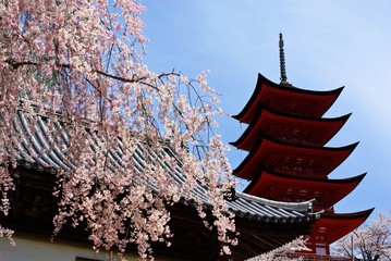 Japanese cherry blossoms & pagoda