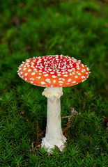 Fly agaric or Fly amanita in Hair moss