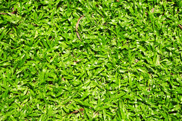 many asian green grass in park