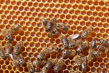 Fotobehang Bee honeycombs with honey and bees © Shchipkova Elena