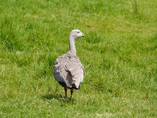Cape Barren Goose is an Australian goose