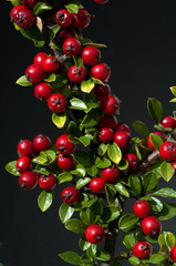 Cotonneaster, dammeri, Straeucher,