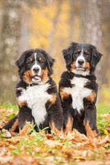 Two bernese mountain puppies sitting in the park in autumn