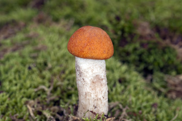Birken-Rotkappe, Leccinum, versipelle