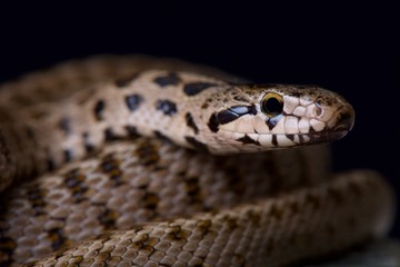 Transcaucasian rat snake / Zamenis hohenackeri