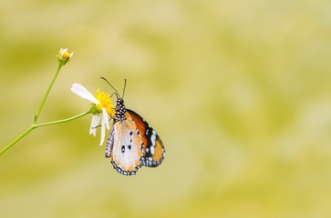 Butterfly on flower