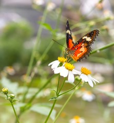 Butterfly on daisy