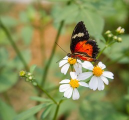 Butterfly on daisy