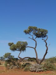 A desert Oak on the red earth in the outback of Australia