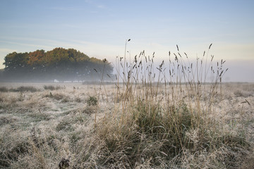 Beautiful Autumn Fall foggy dawn landscape over frost covered fi - obrazy, fototapety, plakaty
