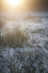 Red deer in foggy sunrise Autumn Fall forest and countryside lan - obrazy, fototapety, plakaty