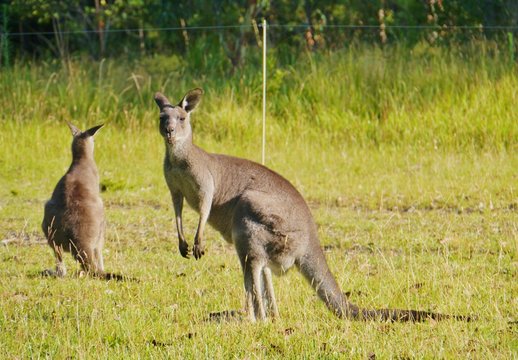 Australian Kangoroos in the grass fields of Worrowing heights