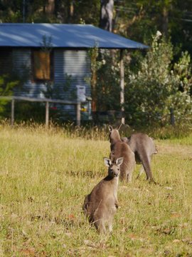 Australian Kangoroos in the grass fields of Worrowing heights