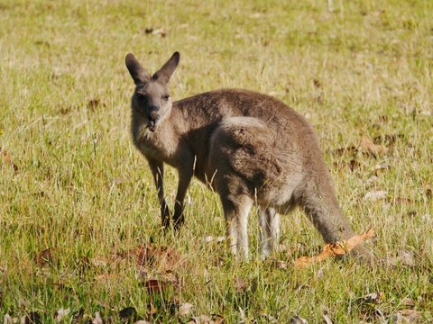 Australian Kangoroos in the grass fields of Worrowing heights